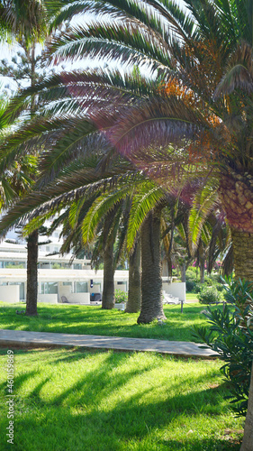 hotel grounds garden palm trees flowers shrubs path lawn cyprus summer vacation garden resort summer © Алёна Климова