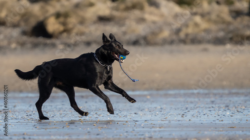 black dog (Belgian Shepherd - mechelaar) running on the beach and playing on a sunny day - playtime on the beach