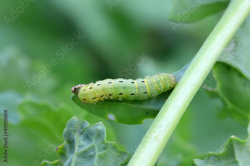 caterpillar of the family Noctuidae (owlet moths, ermyworm) on winter oilseed rape leaf. It is a dangerous pest. © Tomasz