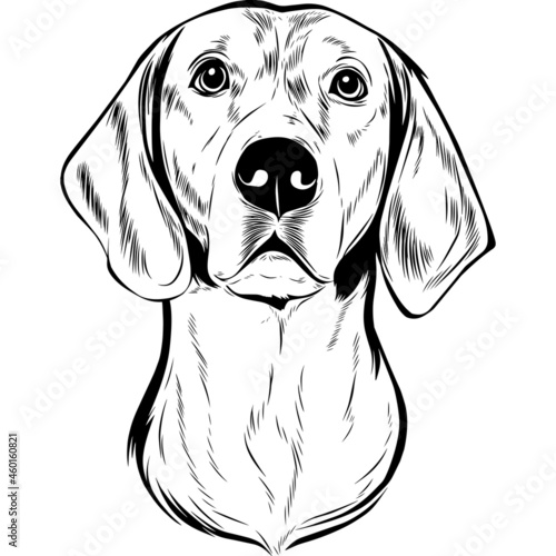 American Foxhound