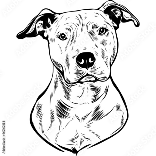 American Pit Bull Terrier