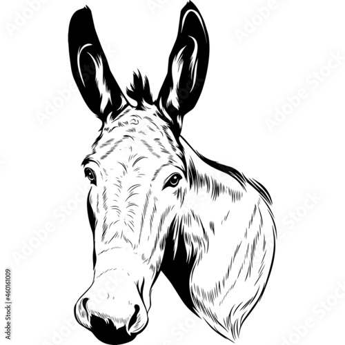 Donkey