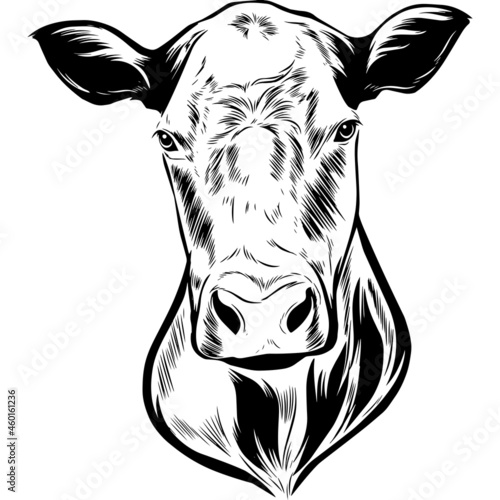 Black Angus