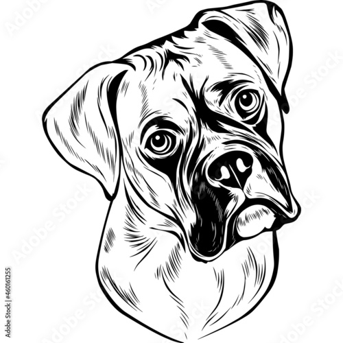 Boxer Dog