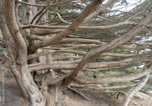 Photography Lands End County Park in San Francisco California, west coast, foggy summer morning, beautiful costal views