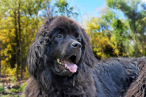 gorgeous huge good-natured black giant Newfoundland dog enjoying golden autumn in the forest 