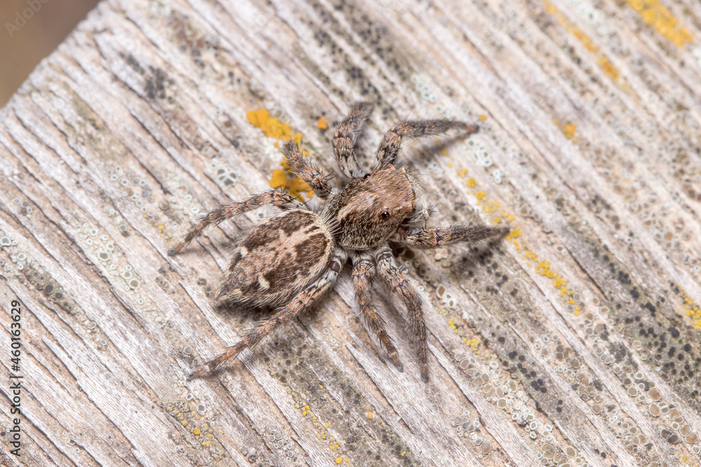 Obraz premium Female Plexippus paykulli spider posed on a wooden floor. High quality photo