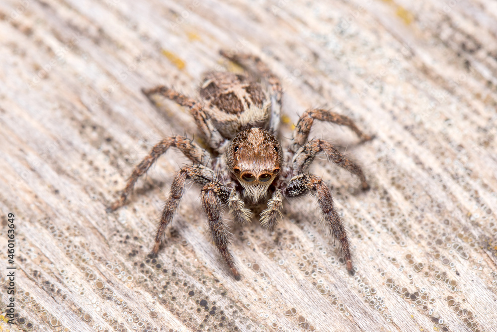 Female Plexippus paykulli spider posed on a wooden floor. High quality photo Female Plexippus paykulli spider posed on a wooden floor. High quality photo