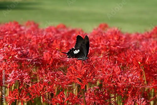red flower and black butterfly 