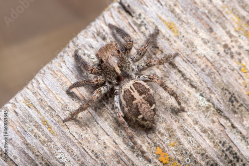 Female Plexippus paykulli spider posed on a wooden floor. High quality photo