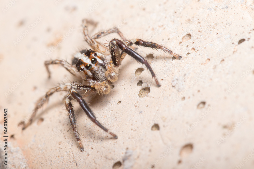 Male Plexippus paykulli spider posed on a concrete wall. High quality photo Male Plexippus paykulli spider posed on a concrete wall. High quality photo