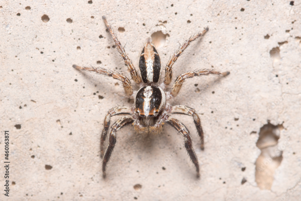 Male Plexippus paykulli spider posed on a concrete wall. High quality photo Male Plexippus paykulli spider posed on a concrete wall. High quality photo