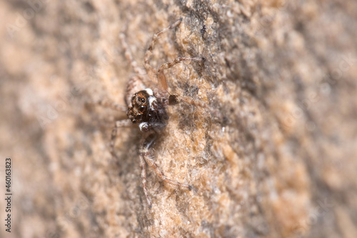 Male Menemerus semilimbatus spider posed on a concrete wall under the sun. High quality photo