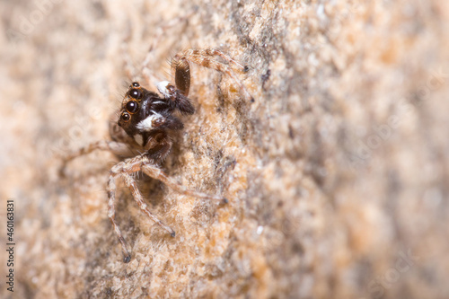 Male Menemerus semilimbatus spider posed on a concrete wall under the sun. High quality photo © Jorge