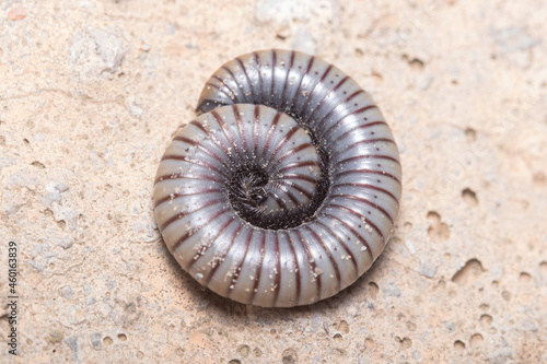 Ommatoiulus rutilans millipede rolled in a protective position. High quality photo