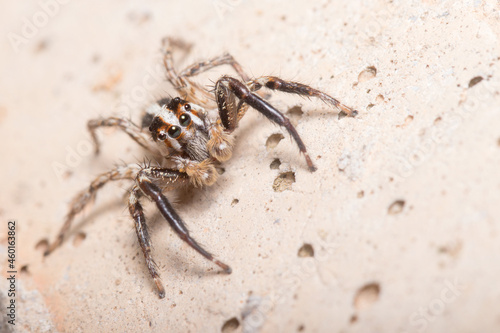 Male Plexippus paykulli spider posed on a concrete wall. High quality photo