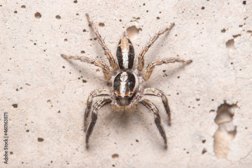 Male Plexippus paykulli spider posed on a concrete wall. High quality photo