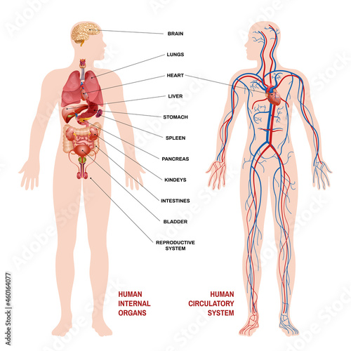 Internal Human Organs Circulatory System Scheme Concept