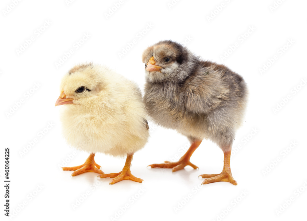 Two small chickens. Two small chickens.