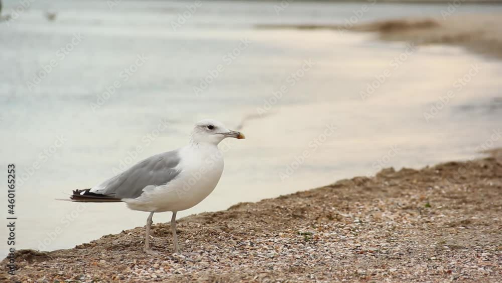 Gull. Larus argentatus. Seagull on the seashore. Bird videos Gull. Larus argentatus. Seagull on the seashore. Bird videos
