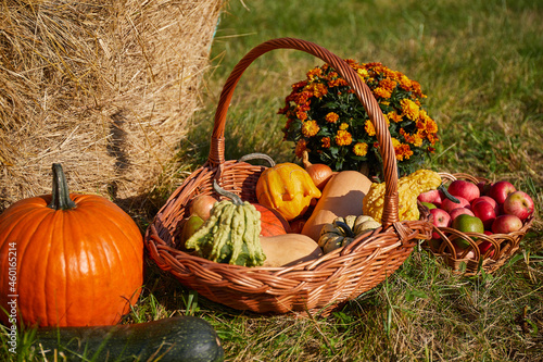 Still-life. Autumn vegetables and fruits in the basket. Pumpkins, zucchini, apples, pears, onions. Orange chrysanthemums. A haystack on the grass.