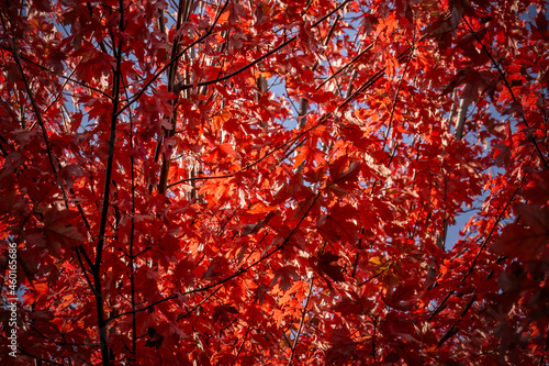 Sunlight pours through red Japanese Maple leaves back lighting against a clear blue sky