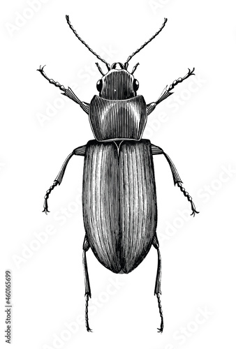 Black ground beetle hand draw vintage engraving style black and white clipart isolated on white background
