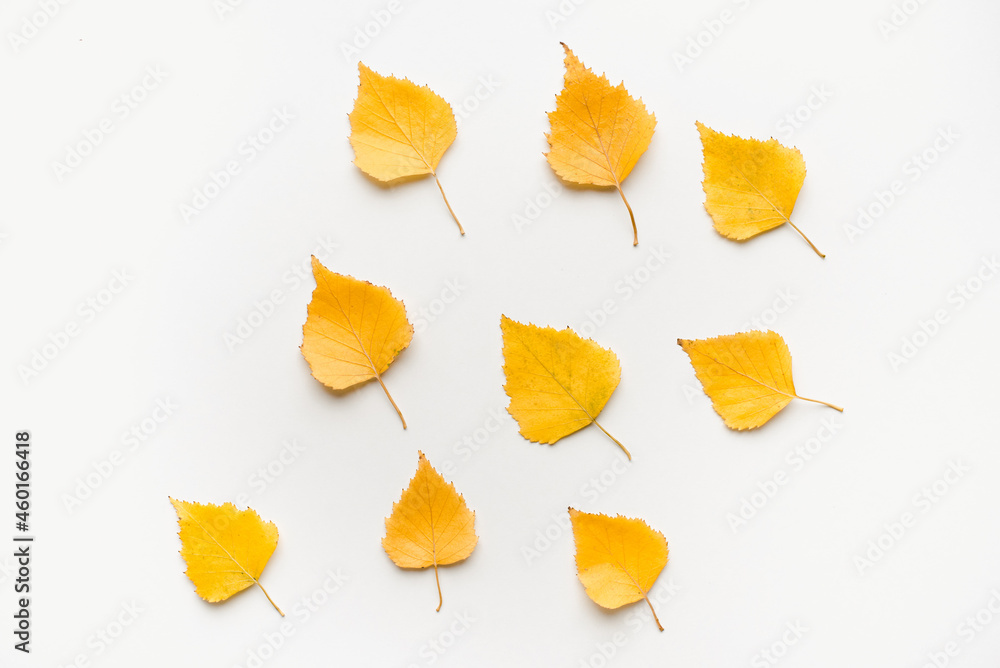 Naklejka premium Autumn birch leaves. Yellow leaves on a white background. 
