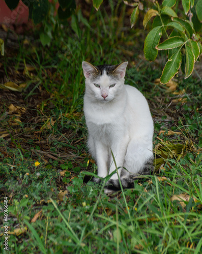 cat on the grass