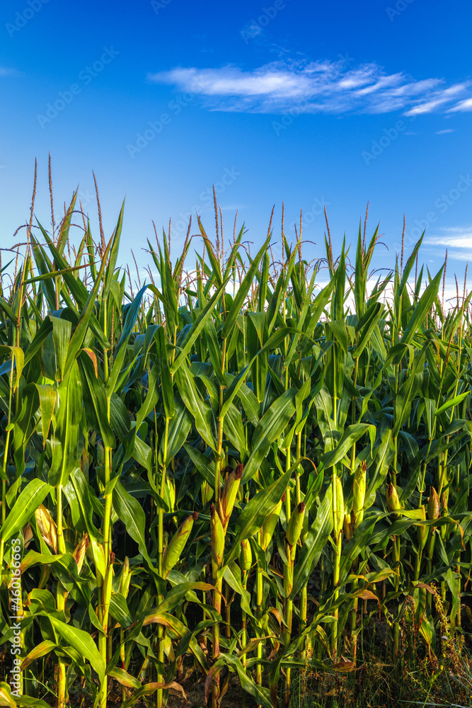 Corn farm against blue sky Corn farm against blue sky