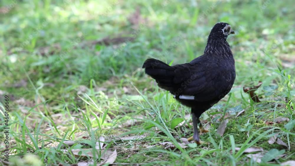 slow motion video with black chicken walking in green grass slow motion video with black chicken walking in green grass