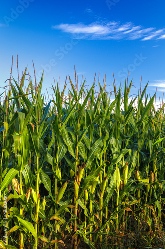 Corn farm against blue sky