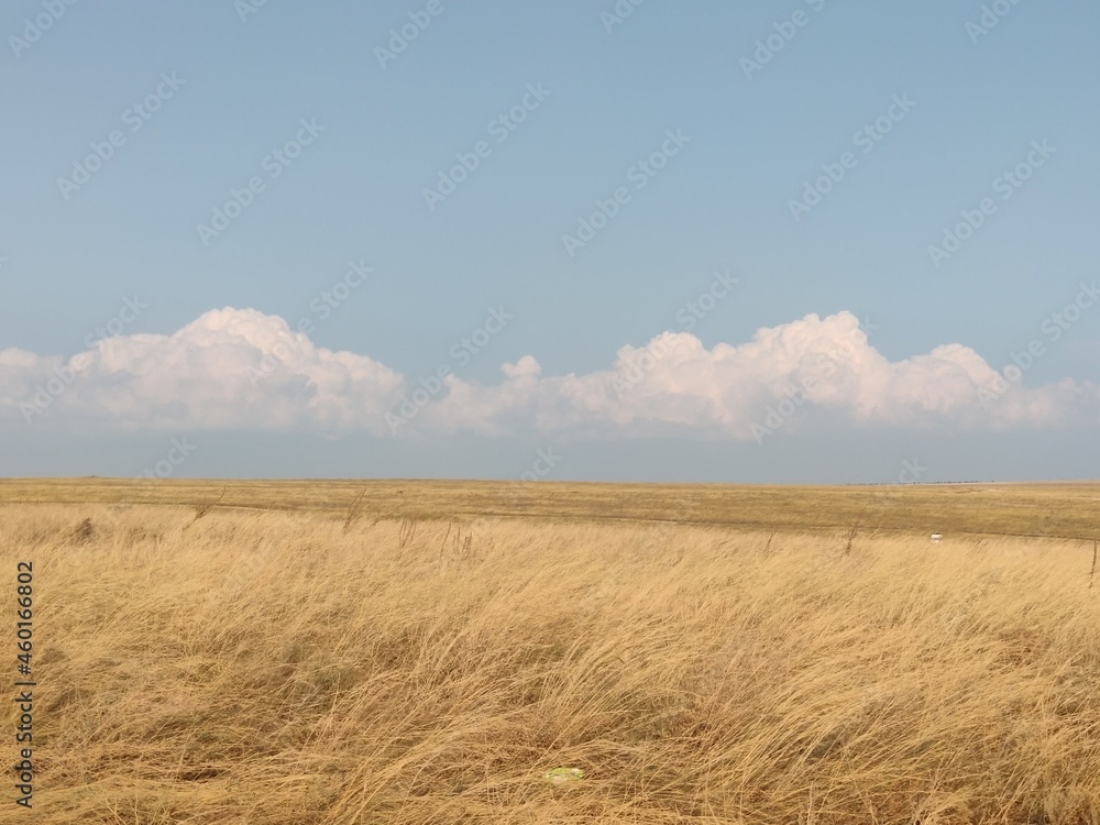 Fototapeta premium Crimean peninsula. August landscape in the western part of the steppe Crimea.
