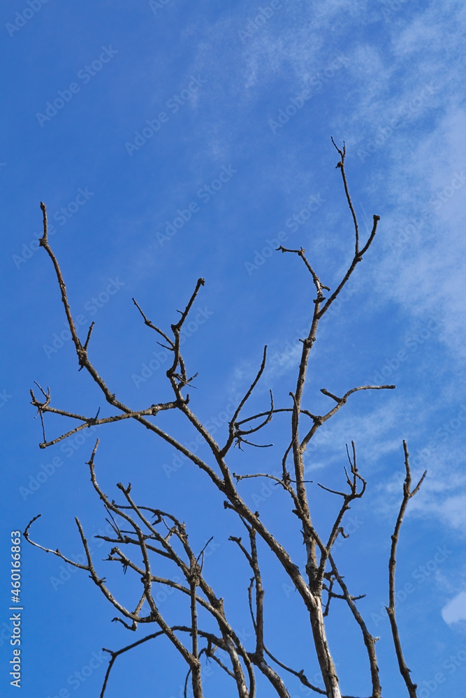 Dry branches of a dead tree against the blue sky. Dry branches of a dead tree against the blue sky.