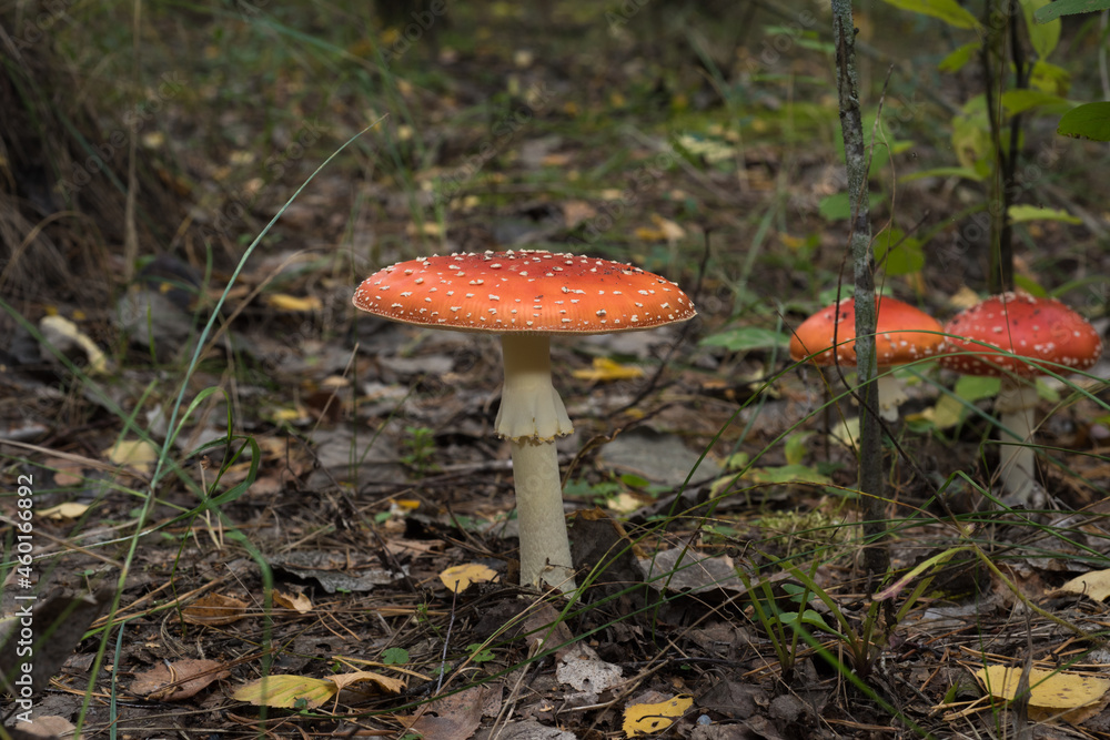Amanita mushroom with a red hat in the forest Amanita mushroom with a red hat in the forest