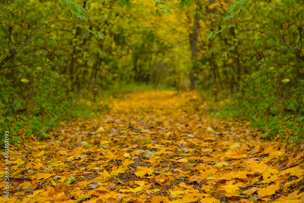 closeup ground road in forest covered by dry leaves, autumn natural background closeup ground road in forest covered by dry leaves, autumn natural background