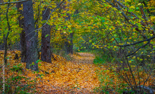 ground road in forest covered by dry leaves, autumn natural background