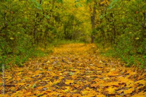 closeup ground road in forest covered by dry leaves, autumn natural background
