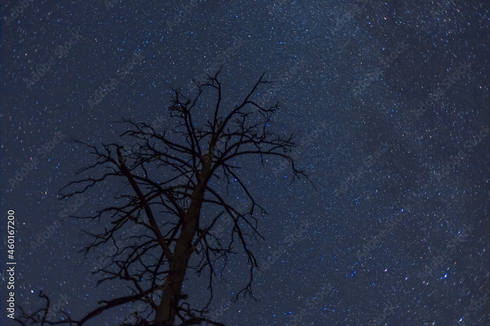dry tree silhouette on night starry sky background dry tree silhouette on night starry sky background