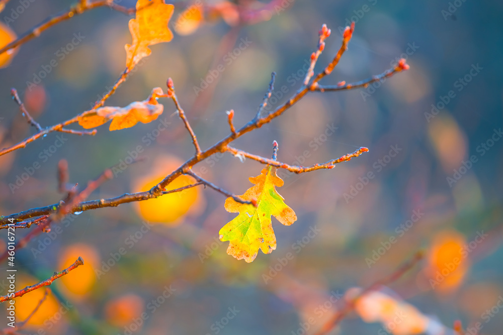closeup red tree branch in forest, seasonal natural background closeup red tree branch in forest, seasonal natural background