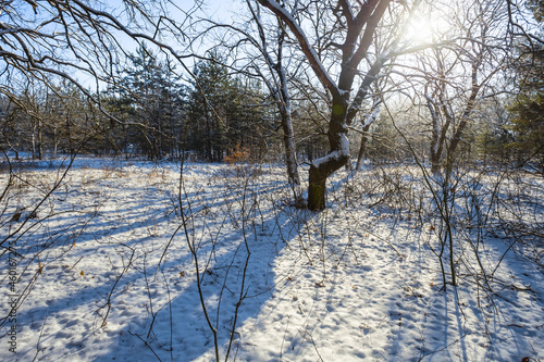 forest covered by a snow in light of sparkle sun, winter natural scene