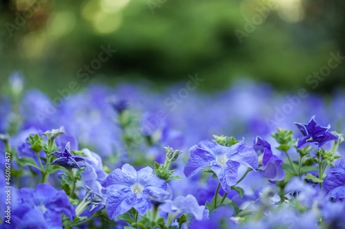 geraniums flowering in an english summer garden with honey bee s collecting pollen