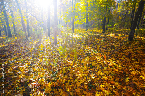 red autumn forest glade in light of sparkle sun, autumn season natural background