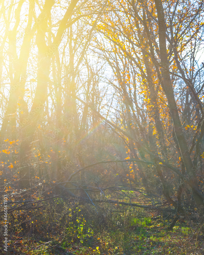 autumn forest glade in light of sparkle sun, autumn season natural background autumn forest glade in light of sparkle sun, autumn season natural background