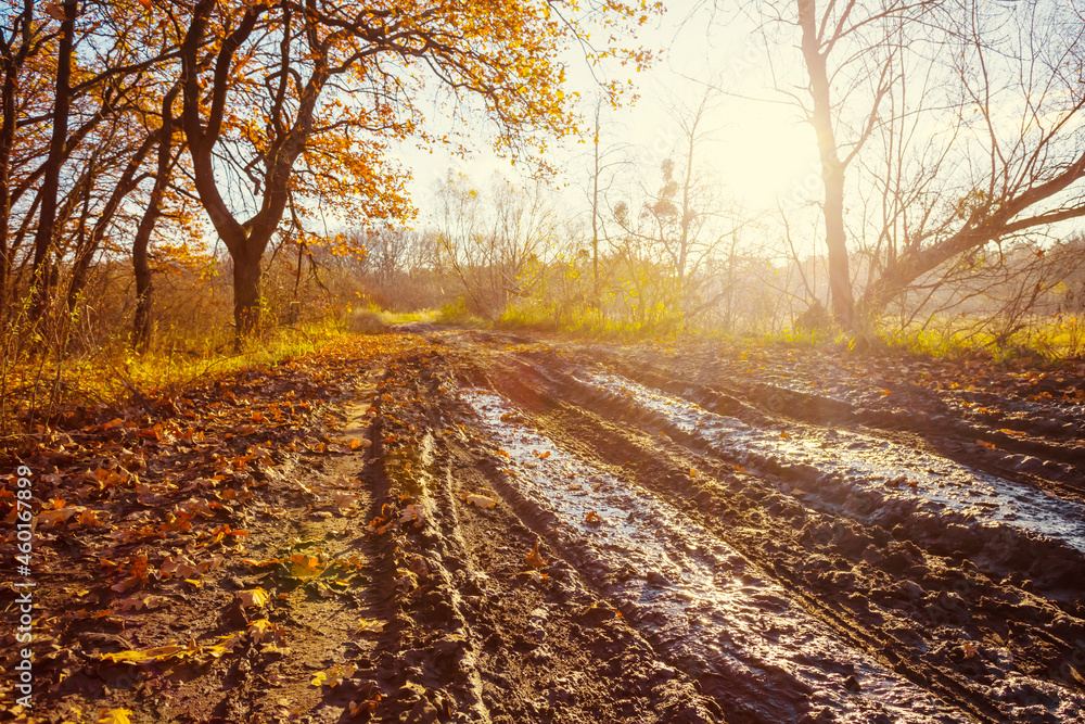 Fototapeta premium dirty autumn forest ground road in sunlight
