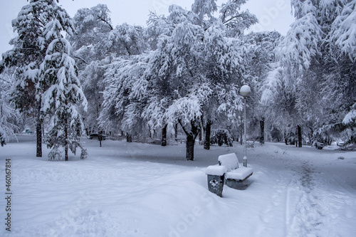 snow covered trees