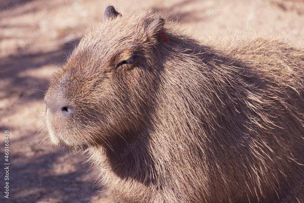 An adorable and furry capybara bathes in the bright sun with it's eyes closed. An adorable and furry capybara bathes in the bright sun with it's eyes closed.