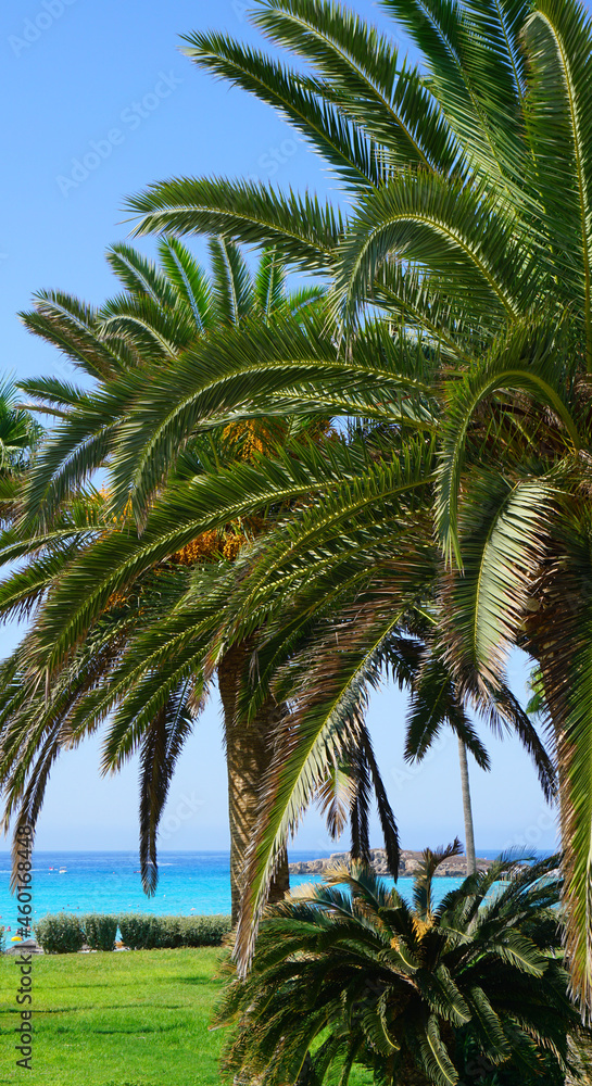 palm trees path lawn near the sea park garden recreation garden resort summer