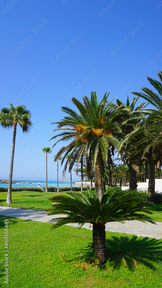 palm trees bushes lawn summer sea blue sky sunny resort vacation vacation beautiful landscape cyprus