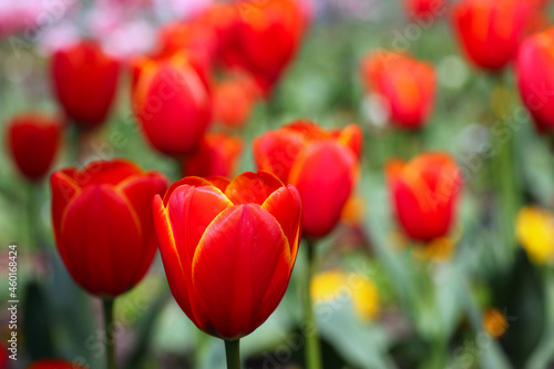 Beautiful deep red tulips.